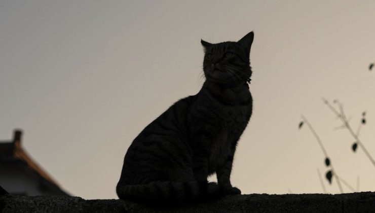 Yeni Bir Kedi Rengi Keşfedildi: Finlandiya’da Bulunan Bu Tür, Bilim Dünyasını Heyecanlandırıyor!