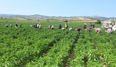 Köylüler sıcaktan strese giren sebzenin hasadına başladı! Kilosu 85 TL’den satılıyor, eklem ağrılarının kökünü kurutuyor