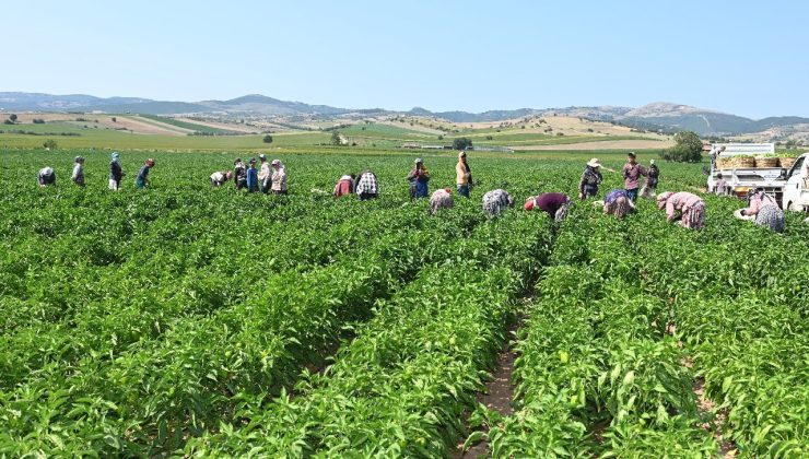 Köylüler sıcaktan strese giren sebzenin hasadına başladı! Kilosu 85 TL’den satılıyor, eklem ağrılarının kökünü kurutuyor