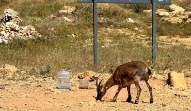 Yaban keçilerinin insanlara alıştığı Tunceli’de uzmanından ‘ölümcül’ uyarı