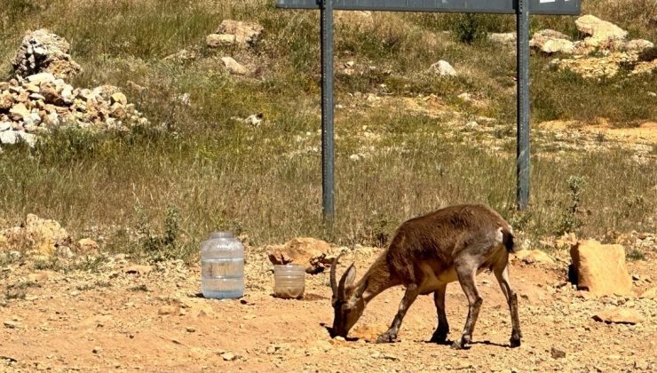 Yaban keçilerinin insanlara alıştığı Tunceli’de uzmanından ‘ölümcül’ uyarı